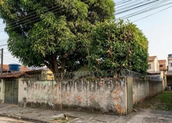 Vizinho poda todos os galhos que avançavam sobre seu telhado e proprietário da árvore afirma que corte matou parte da planta