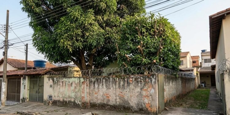 A lei permite cortar os ramos que ultrapassam a divisa, mas uma poda excessiva ou tecnicamente inadequada pode provocar danos à estrutura e à saúde da planta. // Imagem ilustrativa gerada por IA para representar a situação descrita no texto; pessoas, locais e elementos visuais não correspondem necessariamente aos reais