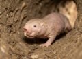 A biologia impressionante do rato-toupeira-pelado que surpreendeu os cientistas com imunidade natural ao câncer e resistência ao envelhecimento
