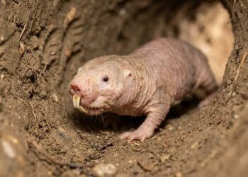 A biologia impressionante do rato-toupeira-pelado que surpreendeu os cientistas com imunidade natural ao câncer e resistência ao envelhecimento