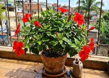 Como cultivar hibisco em vasos e estimular novas flores com cuidados simples que cabem na rotina de quem mora em apartamento