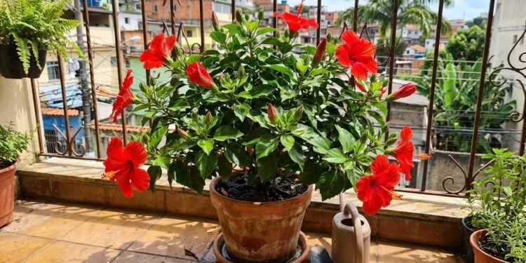 O hibisco prefere um substrato fértil, capaz de reter alguma umidade sem ficar constantemente encharcado.