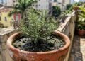 alecrim cultivado em vaso