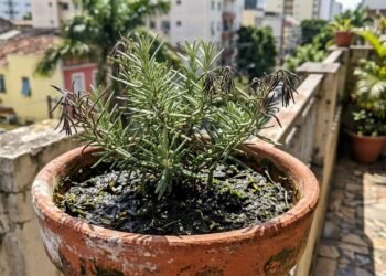 alecrim cultivado em vaso