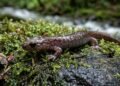 O paradoxo evolutivo da salamandra-sem-pulmões que surpreendeu os biólogos ao respirar exclusivamente através da própria pele úmida