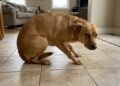 O que significa quando o cachorro procura o dono depois de levar um susto
