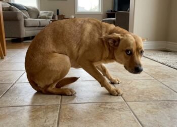 O que significa quando o cachorro procura o dono depois de levar um susto