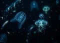 O mistério das criaturas que brilham no escuro: a função biológica secreta por trás da luz natural que fascina a ciência