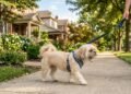O cão pequeno que gosta de ficar perto do tutor e pode combinar com a rotina de pessoas idosas