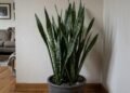 7 plantas que sobrevivem com pouca luz e ajudam a deixar apartamentos mais verdes
