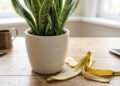 Colocar cascas de banana no vaso da planta-cobra: para que serve e por que os jardineiros recomendam