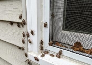O frio está chegando e os percevejos procuram casas para se esconder: vede estes pontos antes que eles apareçam