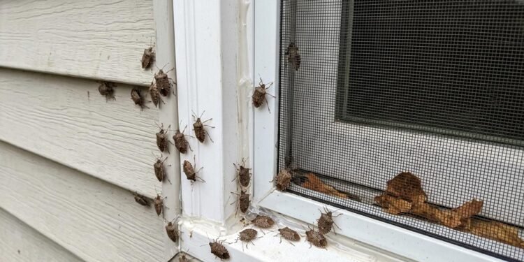 Espaços ao redor de portas, janelas, tubulações, revestimentos externos e passagens de fios podem parecer pequenos, mas são suficientes para permitir a entrada dos percevejos.