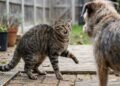 O que significa quando o gato levanta uma pata ao observar outro animal