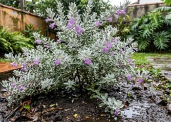 O detalhe no solo que impede a chuva de prata de absorver nutrientes na chuva