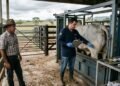 Homem vende touro por R$ 18 mil e comprador exige devolução do dinheiro seis meses depois alegando problemas reprodutivos no animal