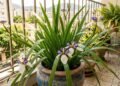 Os jardineiros a chamam de “orquídea falsa”: a planta que cresce em vaso, floresce na primavera e adiciona muita cor ao seu jardim
