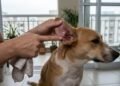 Moradora aumenta os banhos do cachorro com a chegada do calor, mas deixa as orelhas úmidas depois da secagem; semanas depois percebe mau cheiro e vê o animal balançando a cabeça várias vezes por dia