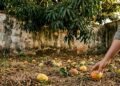Quem fica com frutas que caem da árvore do vizinho