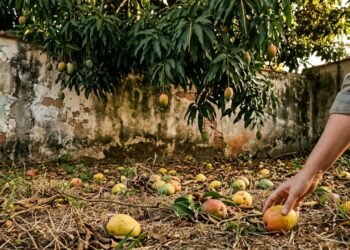 Quem fica com frutas que caem da árvore do vizinho