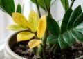 zamioculca com folhas amarelas