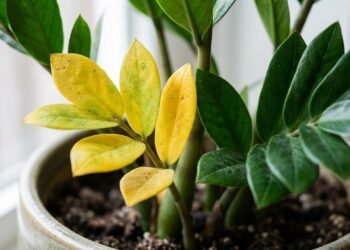 zamioculca com folhas amarelas