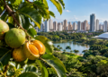 O fruto que tempera a cozinha goiana tem o caroço coberto de espinhos, e pesquisadores levaram anos para criar uma versão que pode ser mordida sem medo