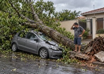 Se a prefeitura foi avisada do risco da árvore e não agiu, o dono do carro pode ser indenizado pela omissão do poder público