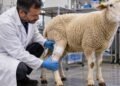 Pesquisador examina o joelho de uma ovelha com curativo em sala de pesquisa veterinária