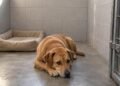 Cão confinado em baia durante o dia, apesar da promessa de atividades anunciada pela creche