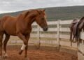Égua devolvida da doma com lesões nas patas e medo da sela, caso que chegou ao Juizado