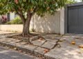 Raízes que levantam o passeio e frutas que sujam a garagem do vizinho levam a prefeitura a decidir se as árvores ficam