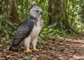 Ao encontrar um filhote de harpia, observe de longe e procure orientação do órgão ambiental