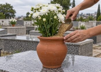 Areia até a borda do vaso ajuda a evitar água parada e criadouros do mosquito da dengue