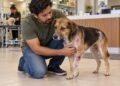 Pet shop responde objetivamente pelos danos ao animal durante o banho e tosa, mesmo sem prova de culpa do funcionário