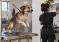 Cão preso pela guia à mesa de banho pode se enforcar em segundos se o funcionário se afastar