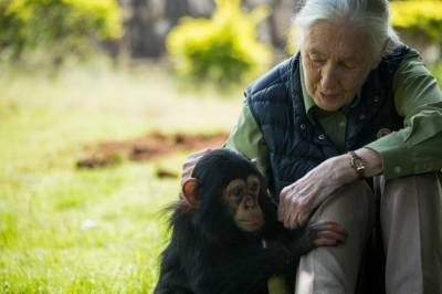 Jane Goodall, a voz que traduziu o sentimento dos chimpanzés da África, silencia