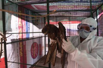 Japão tira embargo por gripe aviária da importação de frango e ovos de MS
