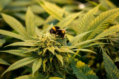 Levantamento do Correio mostra que DF lidera o uso de cannabis medicinal