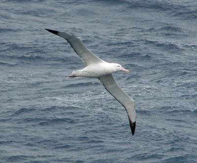 Entenda o que é o tratado para a proteção do alto-mar