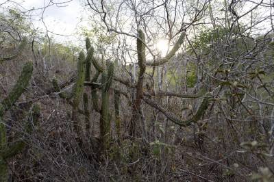 Provocada pela agropecuária, desertificação avança na Caatinga