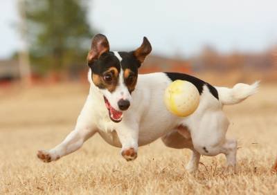 Confira a lista dos nomes mais populares de cães e gatos em 2021