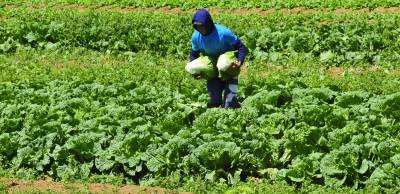 Programa do GDF reduz em até 80% o ICMS de produtos agropecuários 