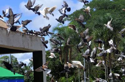 Pombos trazem riscos à saúde da população em Brasília