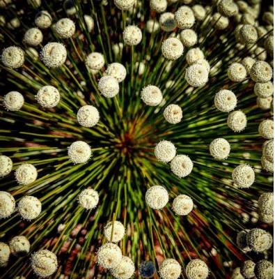 .Crédito: Gustavo Moreno/CB/D.A Press. Brasil. Brasília -DF. Flor Chuveirinho, também conhecida como sombreiro, típica do Cerrado. 