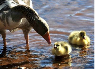 Os patos são moradores da lagoa que fica no centro do Parque da Cidade