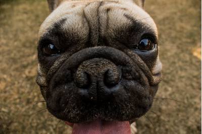 Vacinação antirrábica terá 47 postos de aplicação neste sábado (3/9)