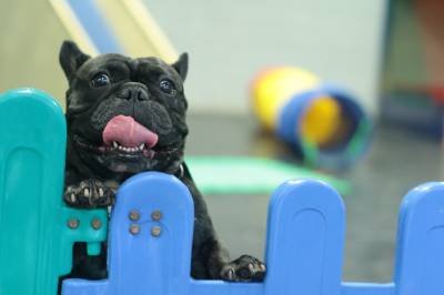 Buldogue francês tem maior risco de contrair doenças do que outras raças; entenda