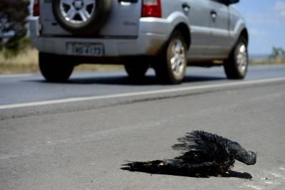 Ave atropelada em rodovia próxima à Estação Ecológica Águas Emendadas