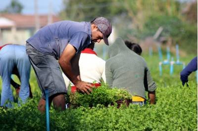 Inovação tecnológica visa produzir e incluir produtor rural